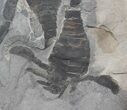 Multiple Eurypterus (Sea Scorpion) Plate - New York #42246-3